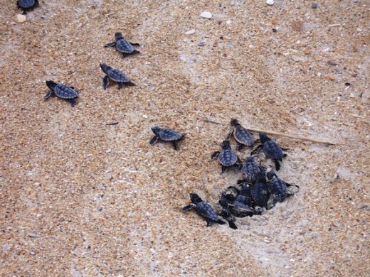 Sea Turtles at the Seashore